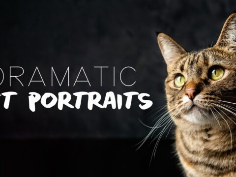 Pet Portraits: Capture Studio-Quality Photos of Your Pet