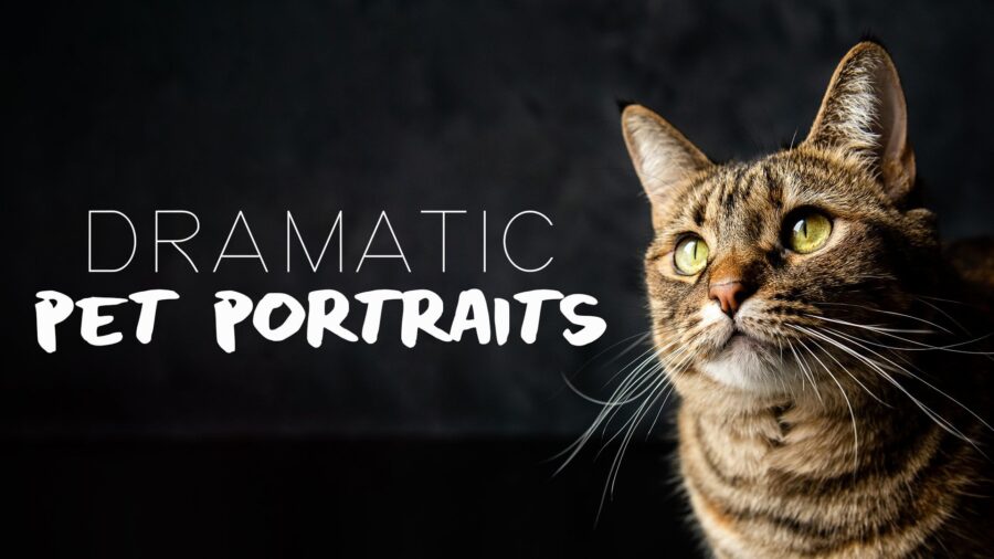 Pet Portraits: Capture Studio-Quality Photos of Your Pet