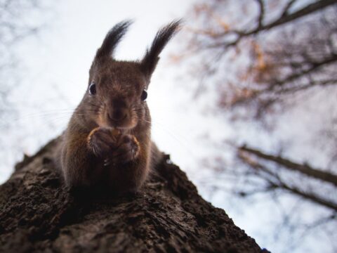 Wildlife Photography: Capturing Portraits of Your Favorite Animals