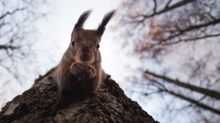 Wildlife Photography: Capturing Portraits of Your Favorite Animals