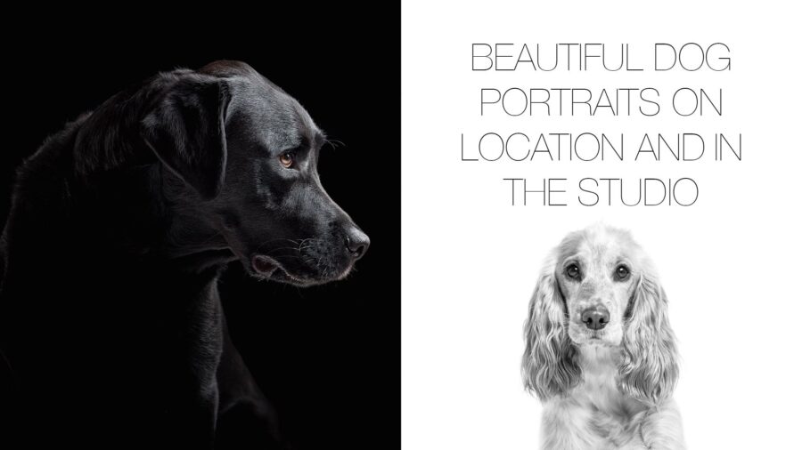 Beautiful Dog Portraits On Location And In The Studio | Techniques For Capturing Canine Characters!