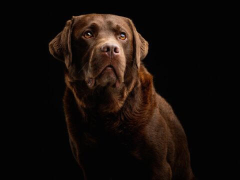 Portrait Photography: Five Simple Ideas For Photographing Dogs