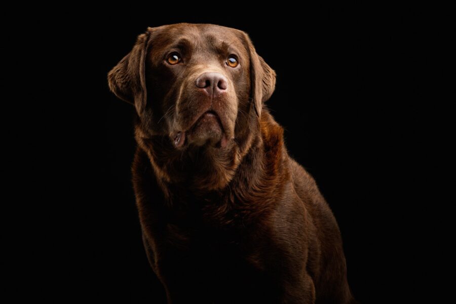 Portrait Photography: Five Simple Ideas For Photographing Dogs