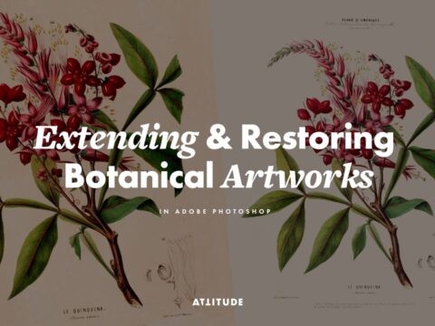 Extending & Restoring Botanical Artworks in Adobe Photoshop