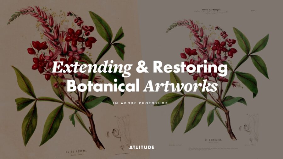 Extending & Restoring Botanical Artworks in Adobe Photoshop